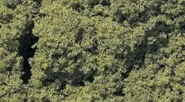Achat Immédiat Woodland Scenic FC57 LISTOWIE - Light Green Foliage